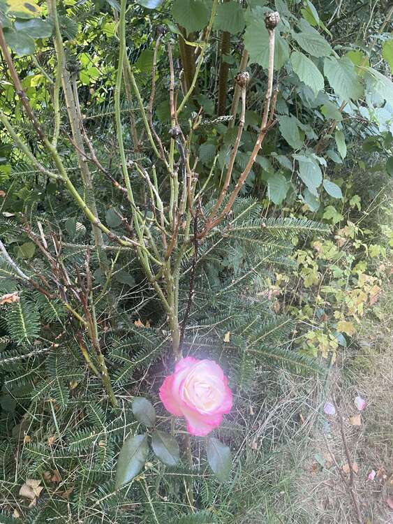 Thumbnail-Haus zum Kaufen in Hamburg 998.000,00 € 165 m²