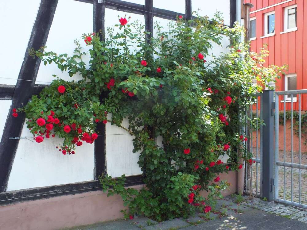 Thumbnail-Wohnung zum Mieten in Langenselbold 670,00 € 65 m²