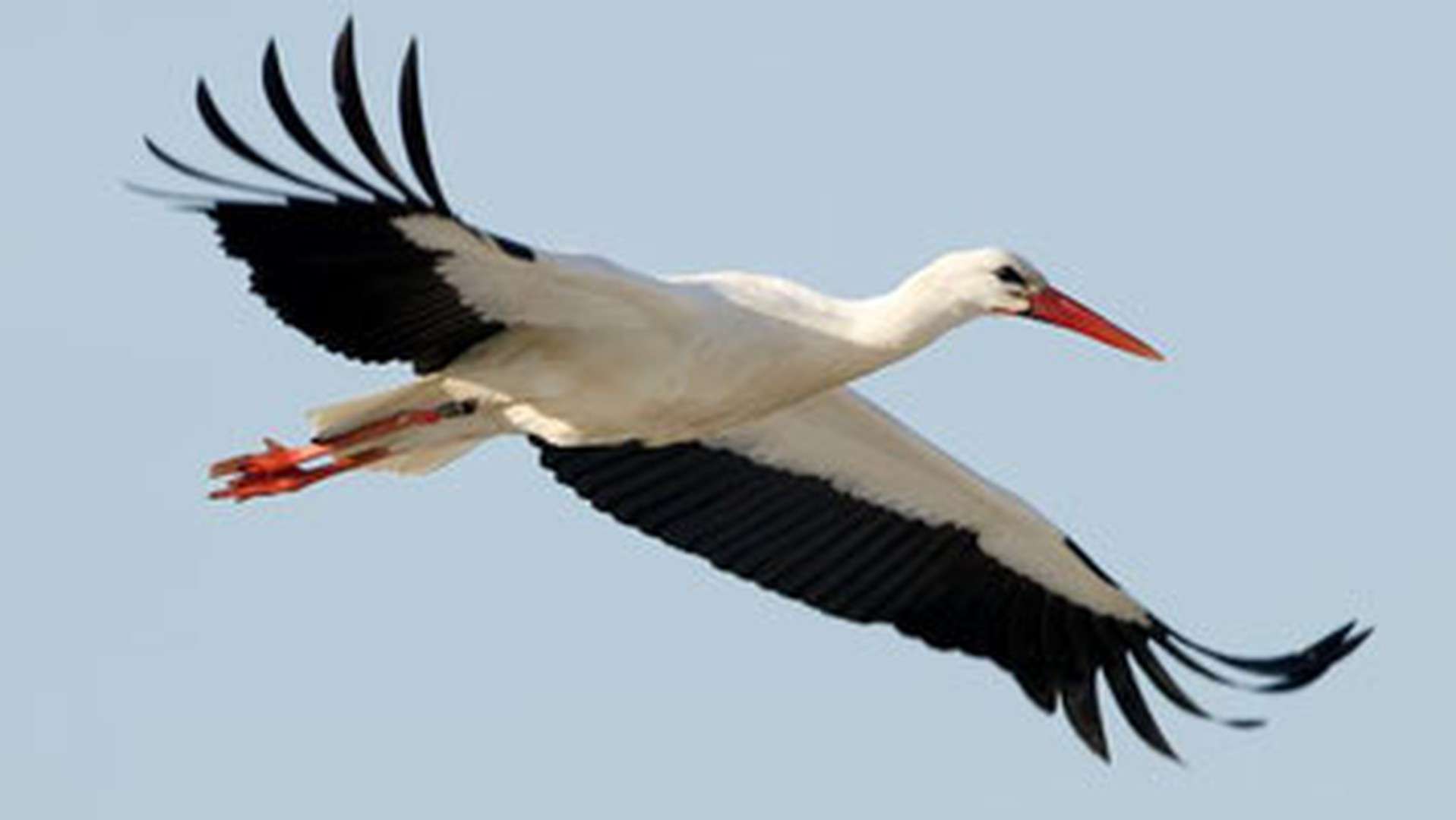 Thumbnail-Wohnung zum Mieten in Nordwestuckermark 740,00 € 72.79 m²