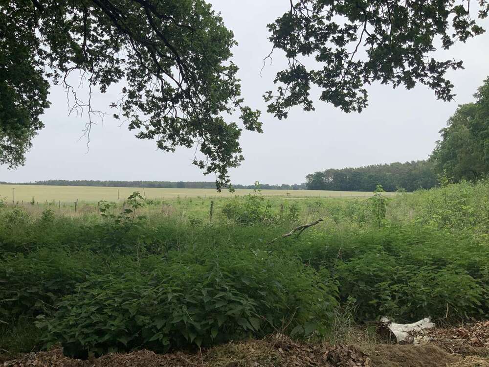 Thumbnail-Grundstück zu verkaufen in Schulzendorf 150.000,00 € 19700 m²