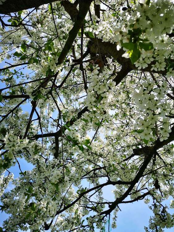 Thumbnail-Grundstück zu verkaufen in Cottbus 89.000,00 € 587 m²