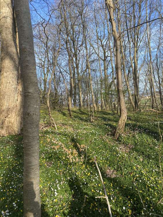 Thumbnail-Grundstück in Eschweiler 140.000,00 € 148000 m²