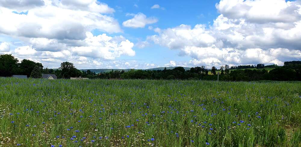 Thumbnail-Grundstück zu verkaufen in AuerbachVogtland 105.975,00 € 785 m²