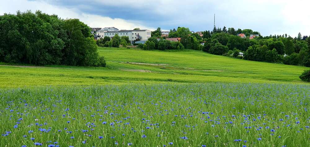 Thumbnail-Grundstück zu verkaufen in AuerbachVogtland 78.520,00 € 604 m²