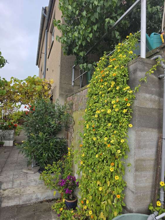 Thumbnail-Haus zum Kaufen in Meißen 200.000,00 € 188 m²