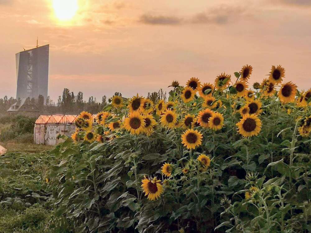 Thumbnail-Wohnung zum Kaufen in Frankfurt am Main 450.000,00 € 80 m²