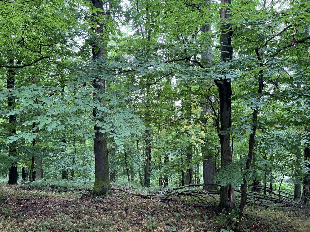 Thumbnail-Grundstück in Penig 244.000,00 € 203232 m²