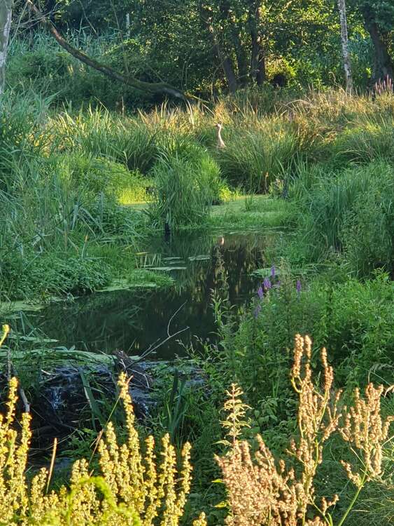 Thumbnail-Grundstück in Möckern 499.999,00 € 59752 m²