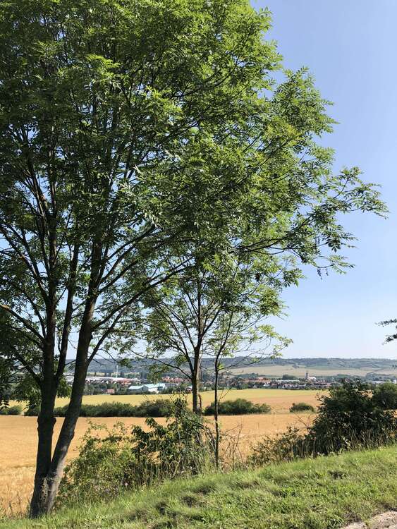Thumbnail-Wohnung zum Mieten in Laucha 216,00 € 48 m²
