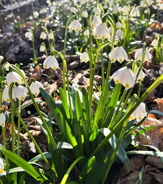 Thumbnail-Wohnung zum Mieten in Zeitz 310,00 € 61 m²