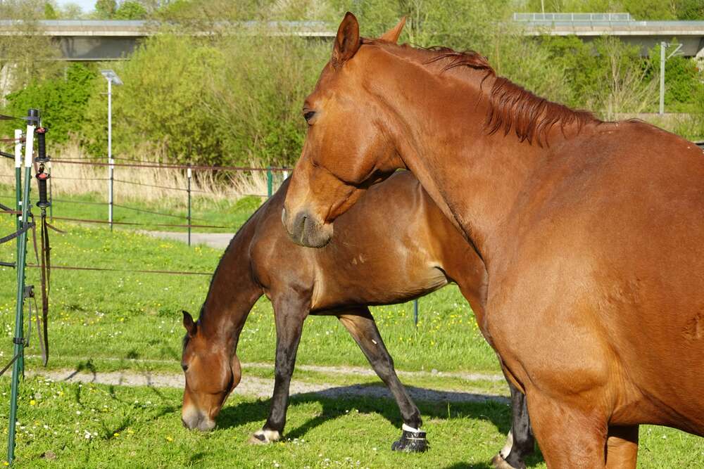 Thumbnail-Haus zum Kaufen in Eppingen 790.000,00 € 135 m²