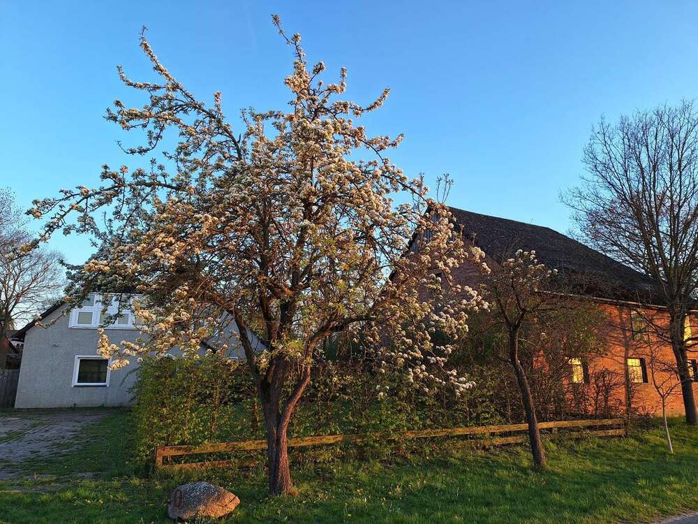 Thumbnail-Haus zum Kaufen in Wittingen 260.000,00 € 245 m²