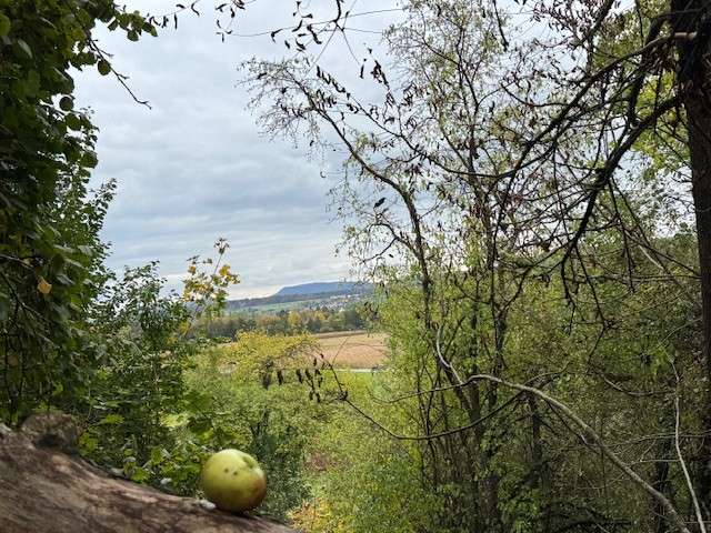 Thumbnail-Grundstück zu verkaufen in uhingen 89.000,00 € 6003 m²
