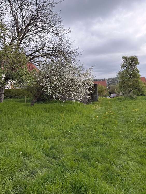 Thumbnail-Grundstück zu verkaufen in Hochdorf 290.000,00 € 470 m²