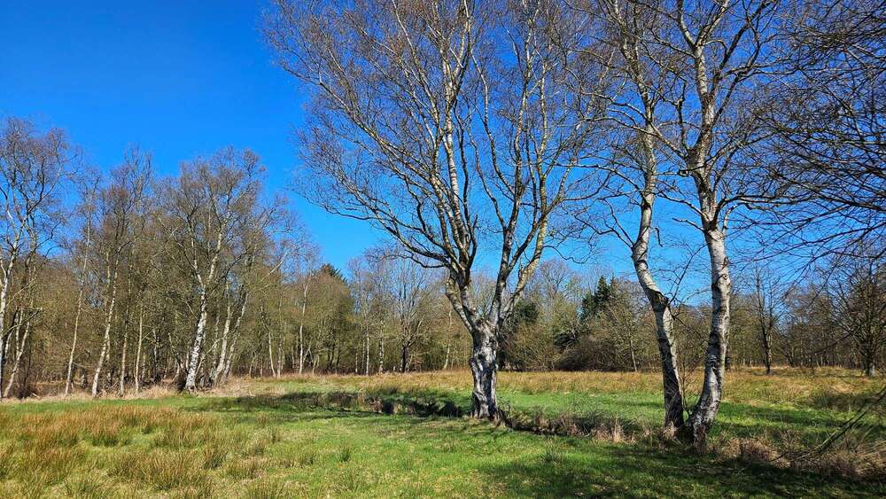 Thumbnail-Grundstück in Wiesmoor 93.500,00 € 37446 m²