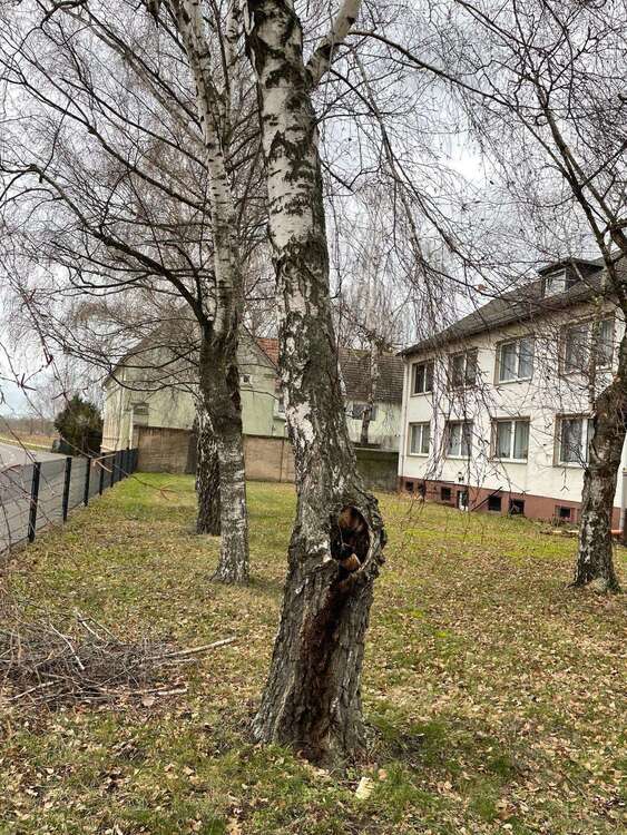 Thumbnail-Wohnung zum Mieten in CalbeSaale 350,00 € 55 m²