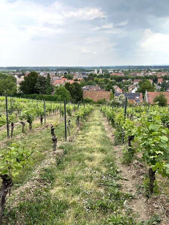 Thumbnail-Haus zum Kaufen in Guntersblum 295.000,00 € 250 m²