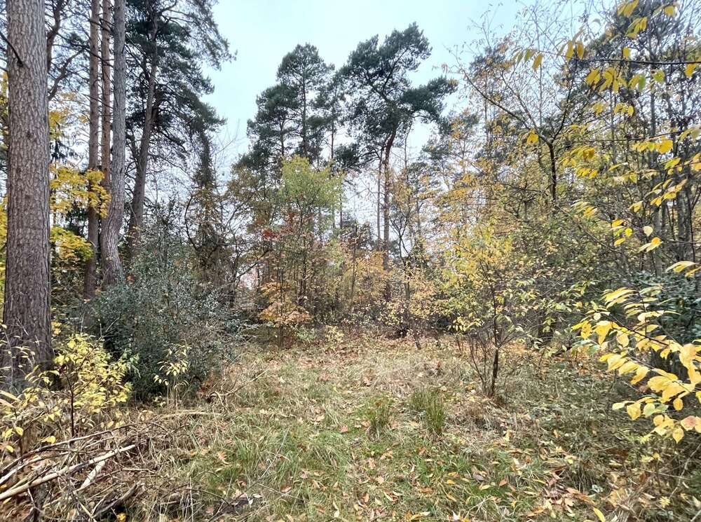 Thumbnail-Grundstück zu verkaufen in Gifhorn 199.000,00 € 1301 m²