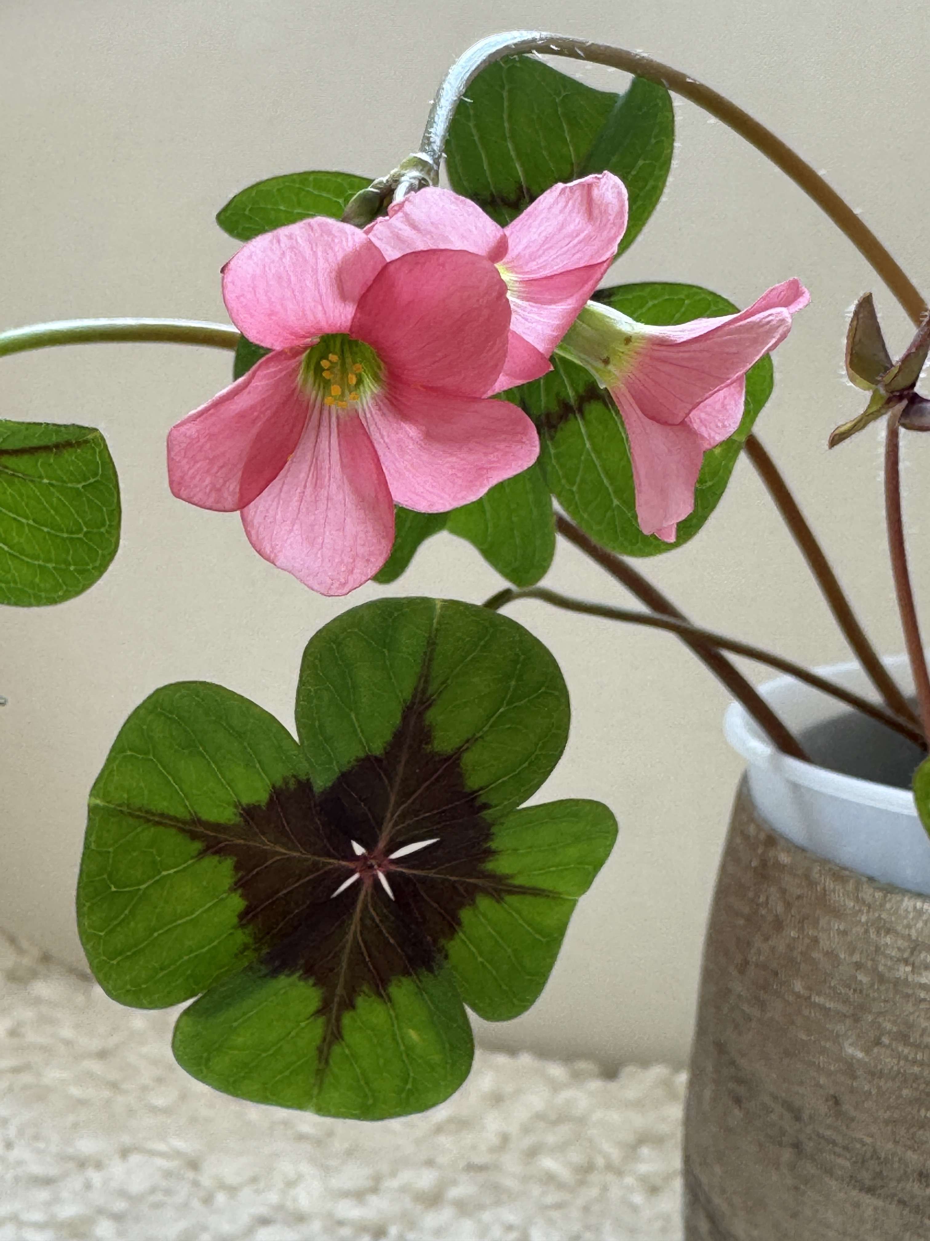 Thumbnail-Grundstück zu verkaufen in Frankfurt Griesheim 799.000,00 € 715 m²