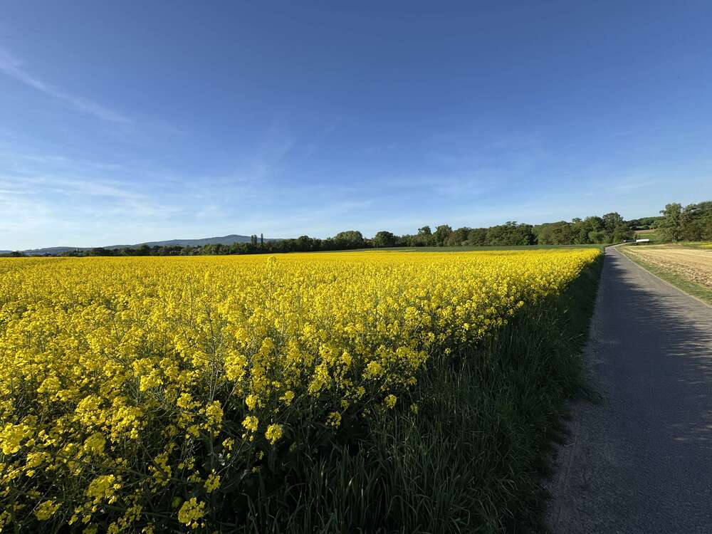 Thumbnail-Büro in Sulzbach 975.000,00 € 330 m²