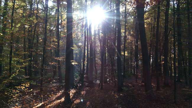 Thumbnail-Grundstück zu verkaufen in Hettenleidelheim 45.000,00 € 5698 m²