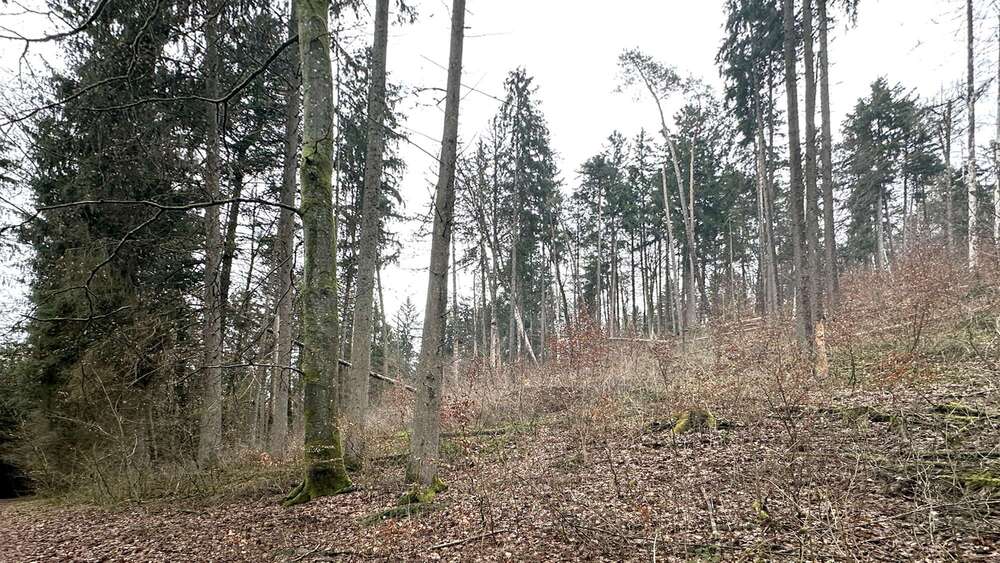 Thumbnail-Grundstück in Weigendorf 58.000,00 € 24810 m²