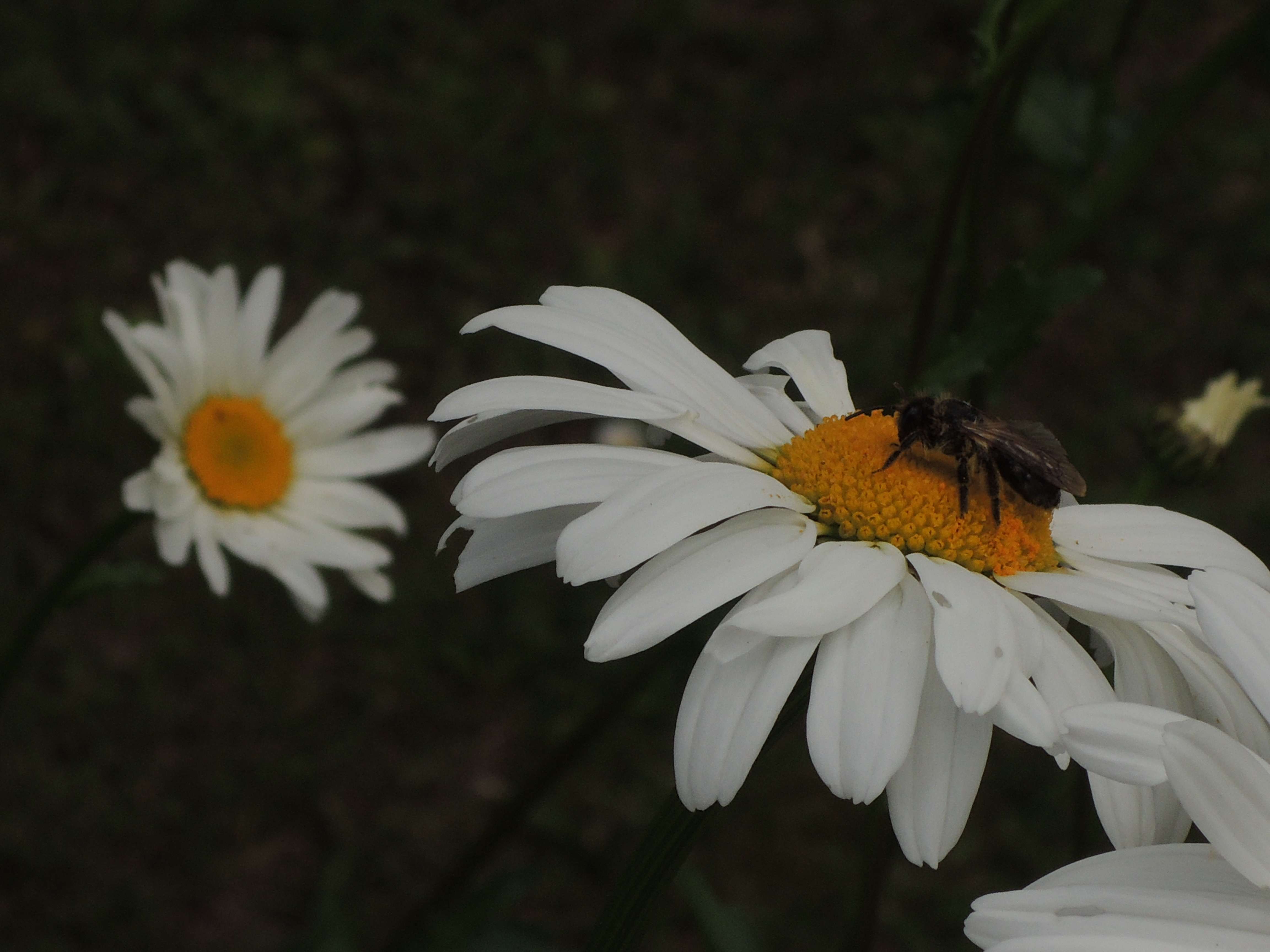 Thumbnail-Grundstück zu verkaufen in Niedernhausen 318.000,00 € 482 m²