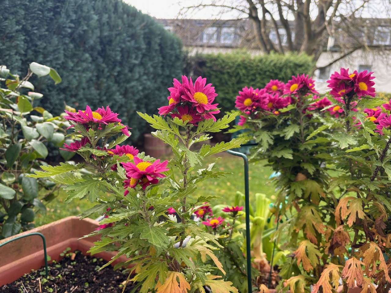 Thumbnail-Wohnung zum Kaufen in Meckenheim 174.000,00 € 58 m²