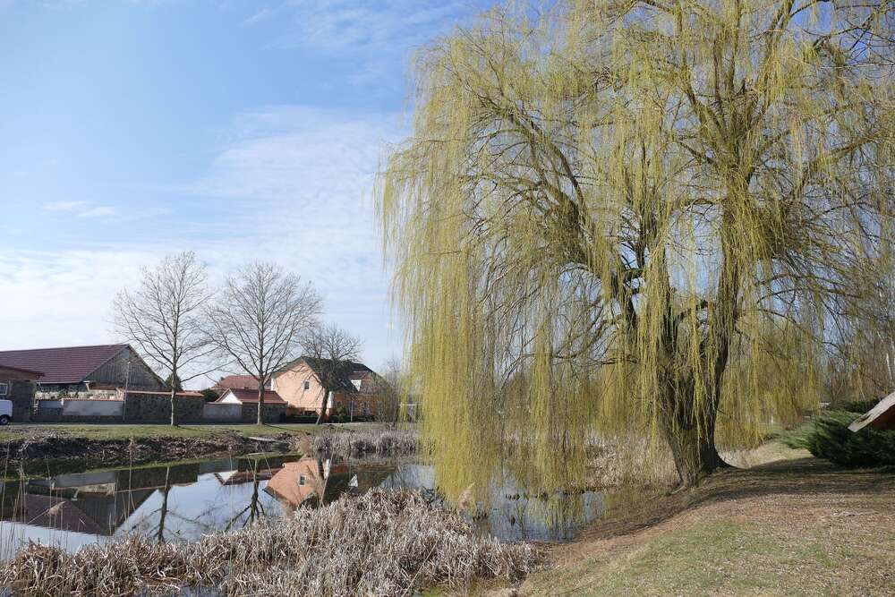 Thumbnail-Grundstück zu verkaufen in niederjesar 65.000,00 € 2986 m²