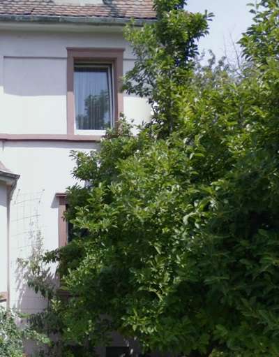 Thumbnail-Haus zum Kaufen in Frankfurt am Main 1.020.000,00 € 350 m²