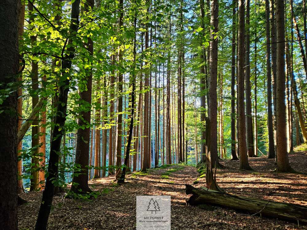 Thumbnail-Grundstück in Weyarn 239.000,00 € 30485 m²