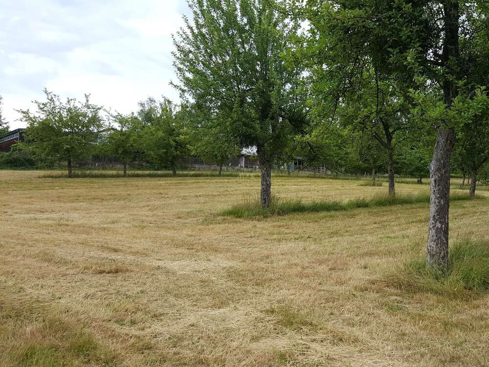 Thumbnail-Grundstück zu verkaufen in Lindenfels 115.500,00 € 550 m²