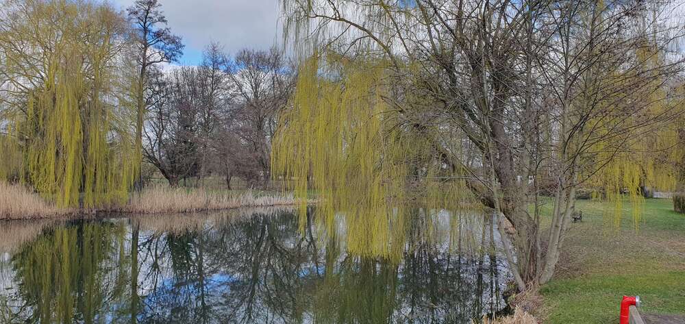 Thumbnail-Grundstück zu verkaufen in Gem. BriesenOT Biegen 63.000,00 € 545 m²