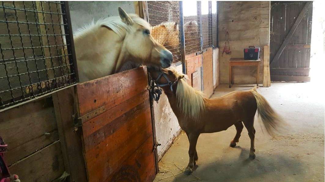 Thumbnail-Haus zum Kaufen in Schwegenheim 495.000,00 € 130 m²