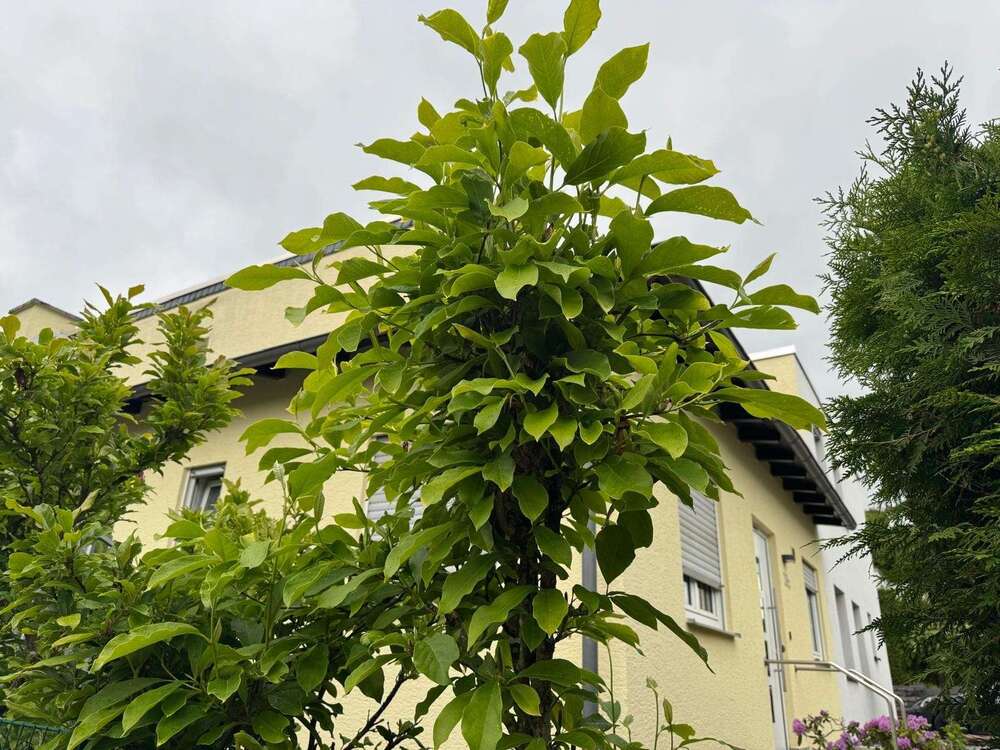 Thumbnail-Haus zum Kaufen in Bad Homburg 1.080.000,00 € 121.12 m²