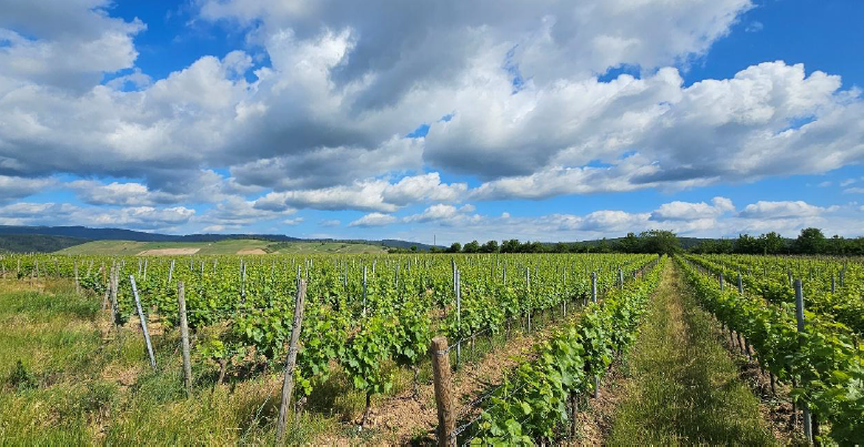 Thumbnail-Haus zum Kaufen in wiesbaden 1.500.000,00 € 162 m²