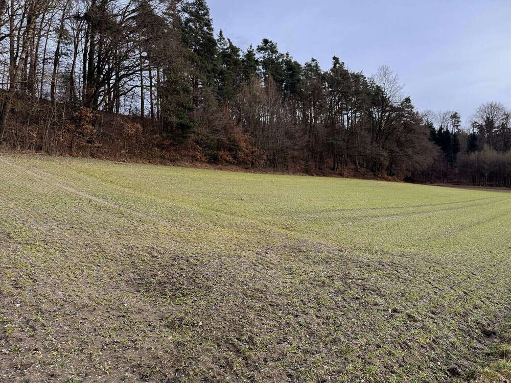 Thumbnail-Grundstück in Pfeffenhausen Oberlauterbach 136.260,00 € 7570 m²