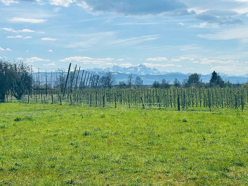 Thumbnail-Wohnung zum Kaufen in Kressbronn am Bodensee Betznau 856.000,00 € 124.14 m²