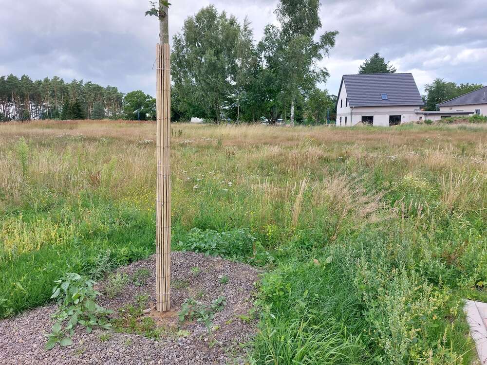 Thumbnail-Grundstück zu verkaufen in Bergen OT Tilzow 132.900,00 € 790 m²