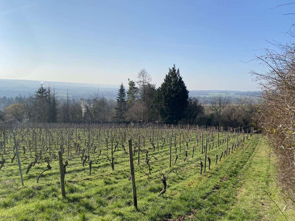 Thumbnail-Grundstück zu verkaufen in Wiesbaden Schierstein 99.000,00 € 1052 m²