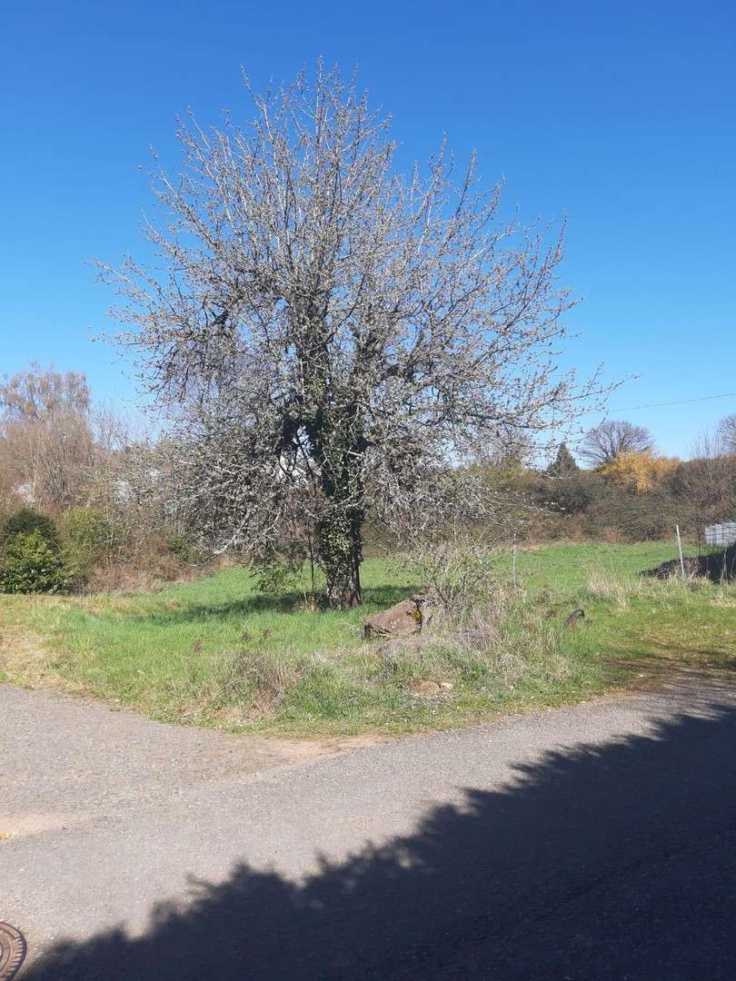 Thumbnail-Grundstück zu verkaufen in Trippstadt 189.000,00 € 943 m²