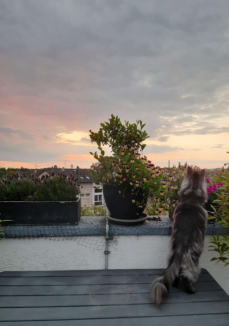 Thumbnail-Wohnung zum Kaufen in Bergisch Gladbach 710.000,00 € 192 m²