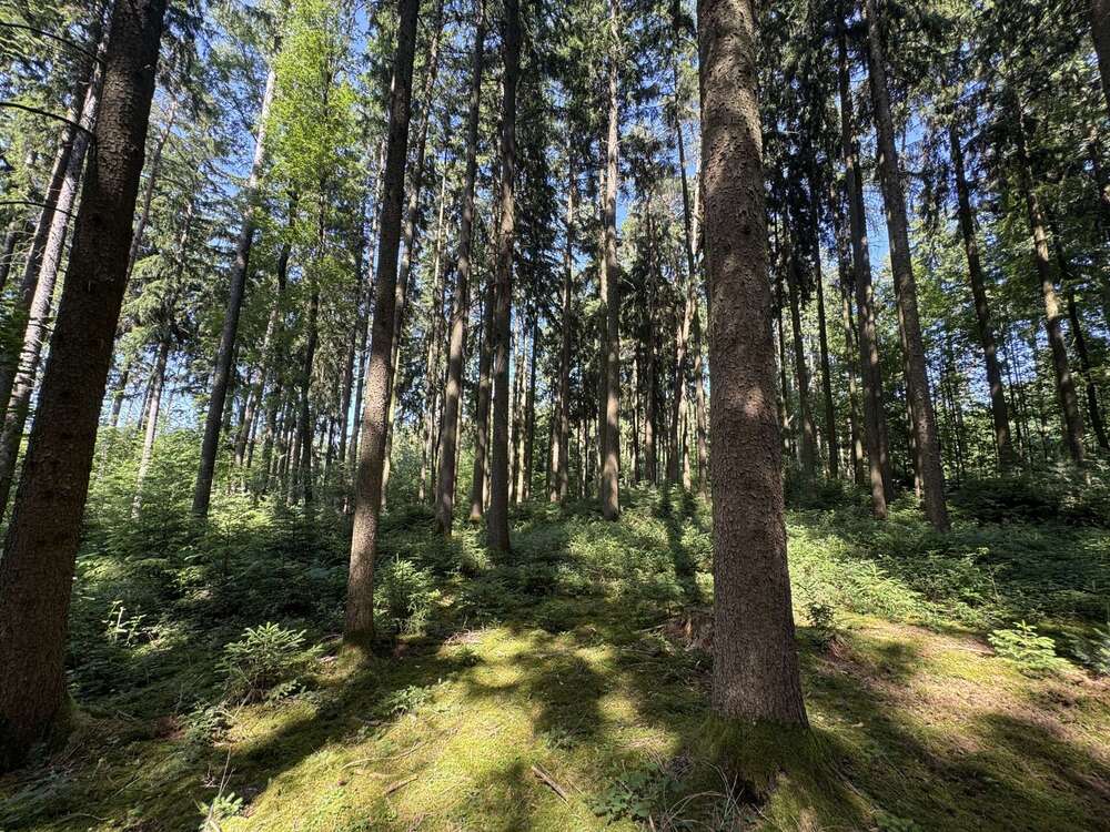 Thumbnail-Grundstück in Ergoldsbach Langenhettenbach 158.400,00 € 31680 m²