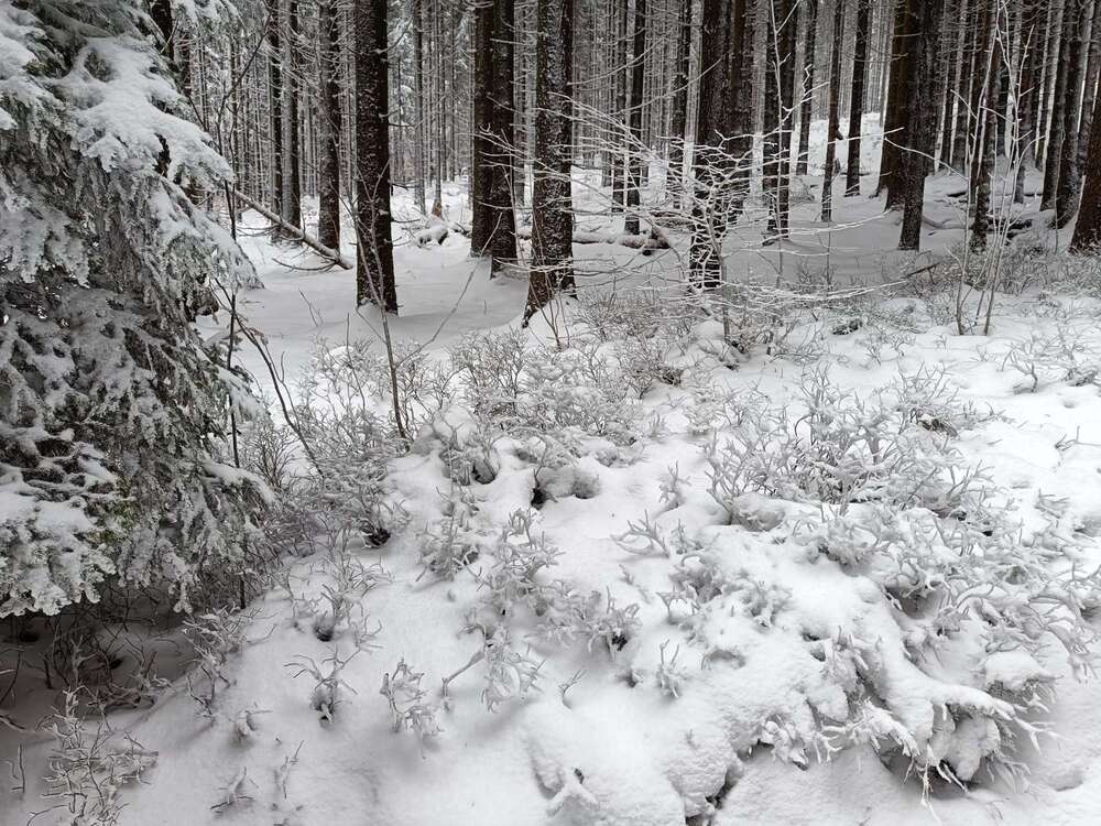 Thumbnail-Haus zum Kaufen in Steina 453.559,00 € 165 m²