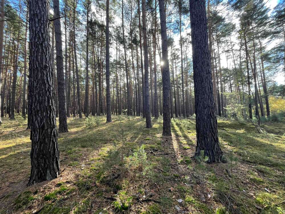 Thumbnail-Grundstück in Calau 23.000,00 € 26042 m²