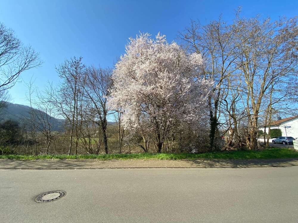 Thumbnail-Grundstück zu verkaufen in Dillingen 320.000,00 € 1578 m²