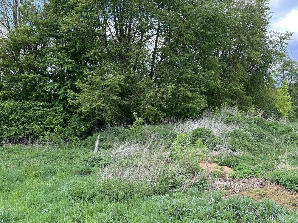 Thumbnail-Grundstück zu verkaufen in Uslar 99.000,00 € 818 m²