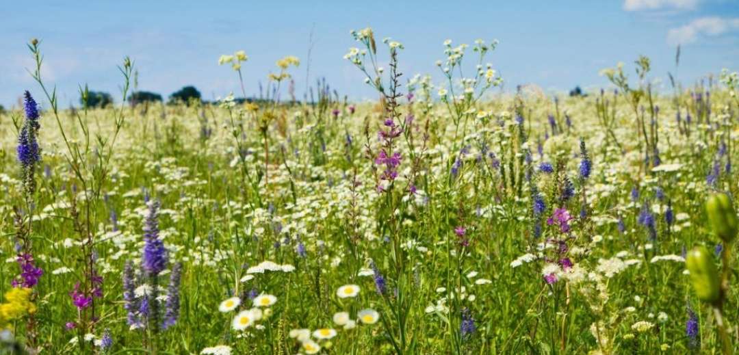 Thumbnail-Grundstück zu verkaufen in westheim 700.000,00 € 560 m²