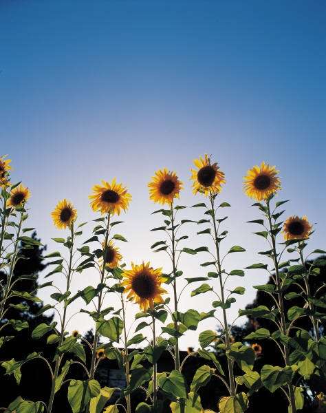 Thumbnail-Grundstück zu verkaufen in Sülzetal 150.000,00 € 819 m²