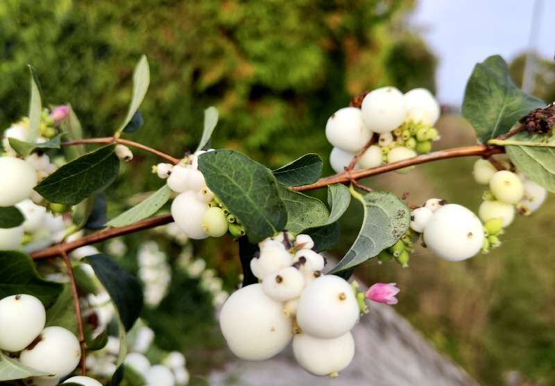 Thumbnail-Grundstück zu verkaufen in Sülzetal 105.700,00 € 604 m²